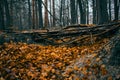 Orange laying leaves under stack of sticks