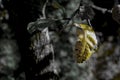 Autumn leaf close-up - autumn abstraction Royalty Free Stock Photo