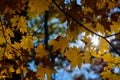 Orange leaf autumn red, orange, solar trees the branch, maple leaf, Primorsky Krai