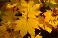 Orange leaf autumn red, orange, solar trees the branch, maple leaf, Primorsky Krai