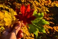 Orange leaf autumn red, orange, solar trees the branch, maple leaf, Primorsky Krai