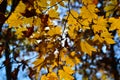 Orange leaf autumn red, orange, solar trees the branch, maple leaf, Primorsky Krai