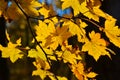 Orange leaf autumn red, orange, solar trees the branch, maple leaf, Primorsky Krai