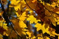 Orange leaf autumn red, orange, solar trees the branch, maple leaf, Primorsky Krai