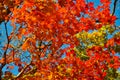 Orange leaf autumn red, orange, solar trees the branch, maple leaf, Primorsky Krai