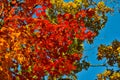 Orange leaf autumn red, orange, solar trees the branch, maple leaf, Primorsky Krai