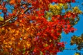 Orange leaf autumn red, orange, solar trees the branch, maple leaf, Primorsky Krai