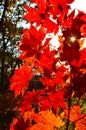 Orange leaf autumn red, orange, solar trees the branch, maple leaf, Primorsky Krai