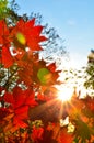 Orange leaf autumn red, orange, solar trees the branch, maple leaf, Primorsky Krai