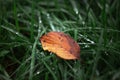 Orange leaf on the background of bright green grass after rain in drops of ross. Wet grass close up with autumn concept. Fresh Royalty Free Stock Photo