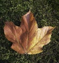 Orange Leaf on Bed Of Moss Royalty Free Stock Photo