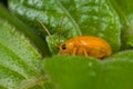 An orange leaf beetle Royalty Free Stock Photo