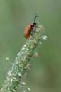 Orange leaf beetle Royalty Free Stock Photo