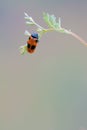 Orange leaf beetle Royalty Free Stock Photo