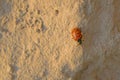 Orange leaf beetle Royalty Free Stock Photo