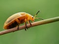 Orange Leaf Beetle Royalty Free Stock Photo