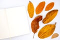 Orange leaf and blank notebook flat lay on white background. Open sketchbook white paper top view mockup