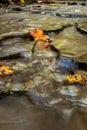 Orange Leaf Clings To Rock In Rushing Creek Royalty Free Stock Photo