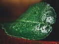 Orange leaf covered with dew drops on a wooden surface