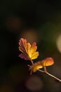 Single Autumn Leaf