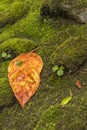 Orange Leaf On Green Moss Royalty Free Stock Photo