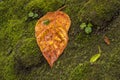 Orange Leaf On Green Moss Royalty Free Stock Photo