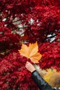 Orange leaf in front of red tree Royalty Free Stock Photo