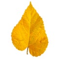 Orange leaf isolated over white background