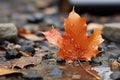 an orange leaf laying on the ground with water droplets on it