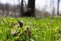 an orange leaf lies on a lush green lawn. Raindrops on the grass. Natural foliage and grass background closeup Royalty Free Stock Photo