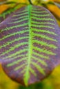 Orange leaf macro texture Royalty Free Stock Photo