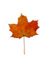 Orange leaf of maple tree. Royalty Free Stock Photo