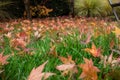 Orange leaf in meadow fall season mood