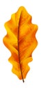 Orange leaf. Realistic autumn forest foliage, yellow fall single isolated leaves, decorative object with natural texture