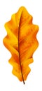 Orange leaf. Realistic autumn forest foliage, yellow fall single isolated leaves, decorative object with natural texture. Seasonal
