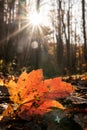 Orange Leaf Rest On Trail Below Sunburst Royalty Free Stock Photo