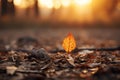 an orange leaf sits on the ground in front of the sun Royalty Free Stock Photo