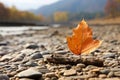 an orange leaf sits on a rock by a river