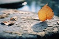 an orange leaf sits on top of a rock