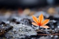 an orange leaf sits on top of a rock with water droplets on it Royalty Free Stock Photo