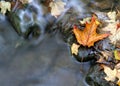 Orange Leaf and Stream