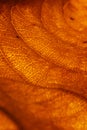 Orange leaf vascular texture close-up. Streaks like blood vessels or veins, or like a bird`s-eye view of the desert