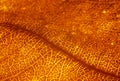 Orange leaf vascular texture close-up. Streaks like blood vessels or veinsÃÂ± or like a bird`s-eye view of the desert