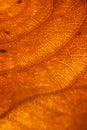 Orange leaf vascular texture close-up. Streaks like blood vessels or veinsÃÂ± or like a bird`s-eye view of the desert