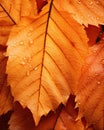 a close up of an orange leaf with water drops Royalty Free Stock Photo