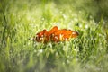 Orange leaf in the wet green grass with nice blurred background Royalty Free Stock Photo