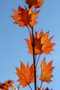 Orange leafs of a Japanese Maple tree in autumn Royalty Free Stock Photo