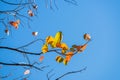 Orange leaves in autumn, changing seasons