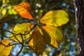 Orange leaves in autumn, changing seasons