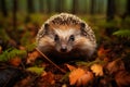 orange leaves in autumn and a hedgehog. Erinaceus europaeus, a European hedgehog. Photo taken with a wide angle lens Royalty Free Stock Photo